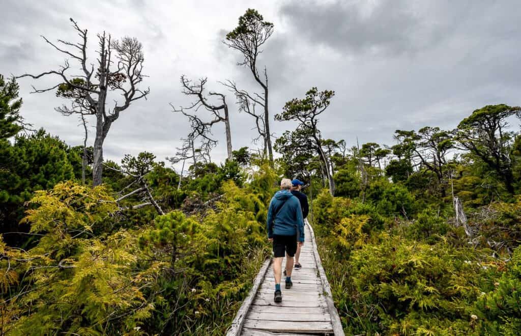 Old-growth rainforest hiking trail in Pacific Northwest BC