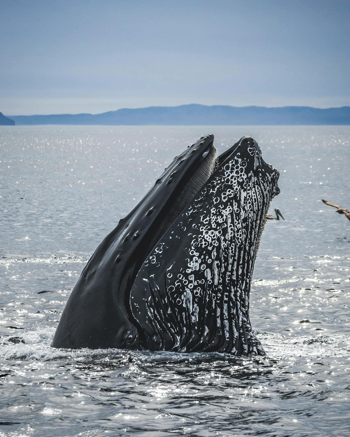 Humpback whales breaching in Pacific Ocean near Tofino
