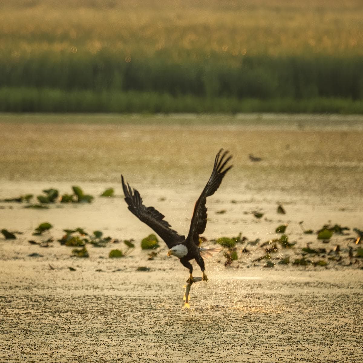 Bald eagle flying over Pacific Northwest coastal waters