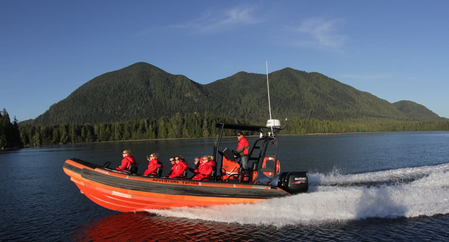 Gray whale breaching near Tofino BC during spring migration in Clayoquot Sound