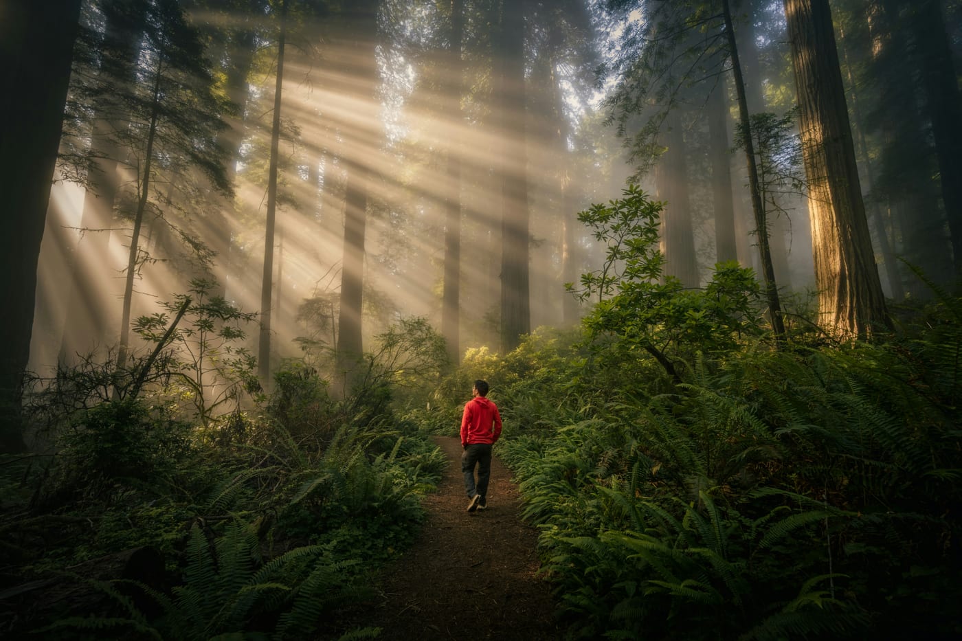 Misty old-growth forest trail near Ucluelet BC on Vancouver Island