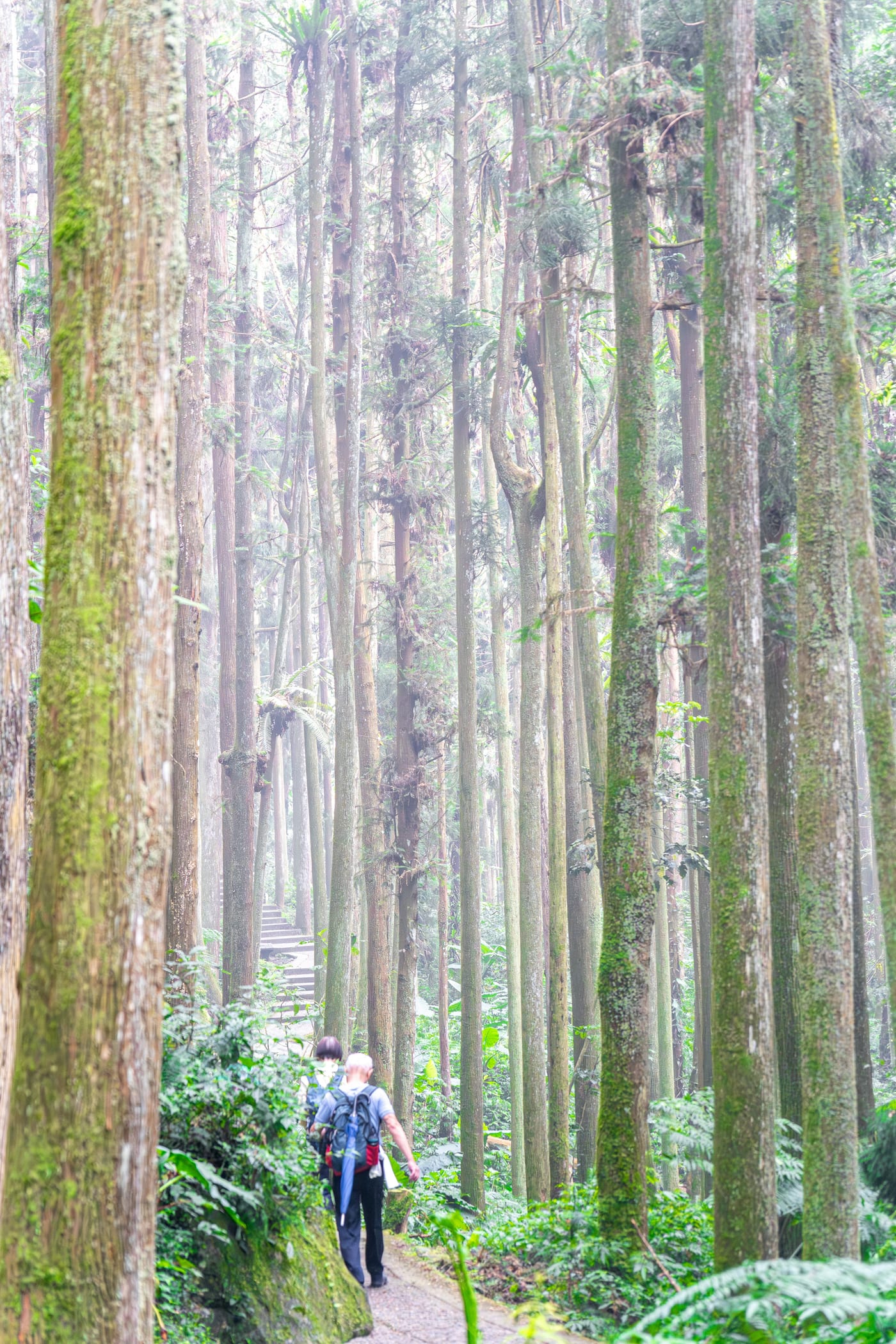 Hikers on a misty rainforest trail in Pacific Rim National Park, BC